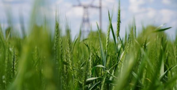 Науковець прогнозує недобір врожаю пшениці