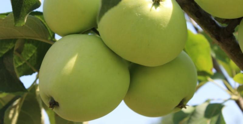 Названо перспективні ринки збуту для українських яблук