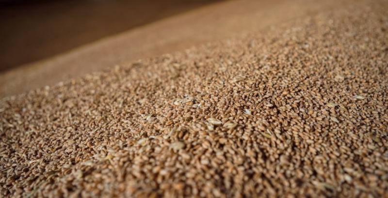 Єгипет закупив на тендері 360 тисяч т російської пшениці