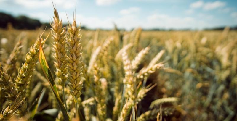 Озвучено ціни на новий врожай пшениці та ячменю