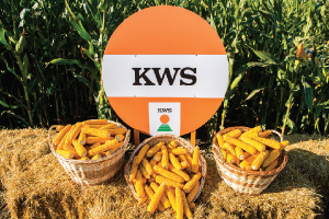 Результати урожайності гібридів кукурудзи KWS на демо-посівах у 2015 році
