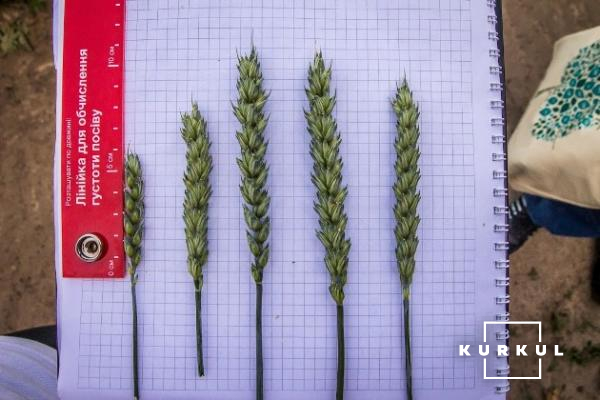 Прогнозована біологічна врожайність пшениці в «Олімпі» може скласти 6,23 т/га