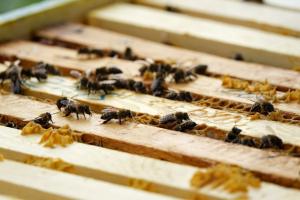 Десять секретів канадського промислового бджільництва
