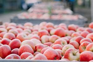 Інна Семерог: Вирощувати фрукти — це романтика