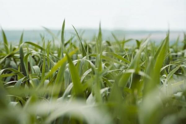 Пшениця: приморозки та ранні жнива — яких цін та урожаю слід очікувати