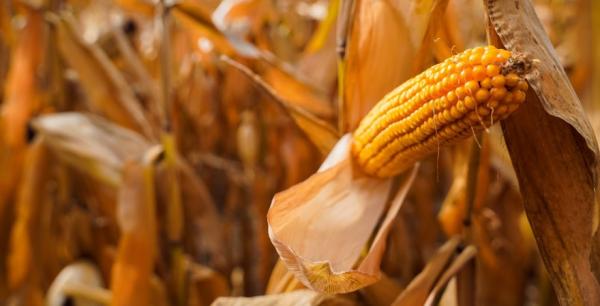 Сушка та зберігання кукурудзи в сезоні 2023 — як не втратити урожай