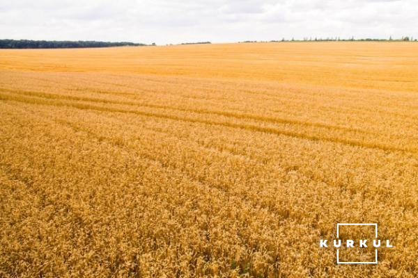 Пшениця ТОВ «Агро-Еко ХХІ Плюс» у ІІІ декаді липня