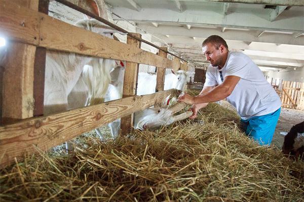 Фото: Ферма "Бабины козы", Александр Бабин рядом с козами