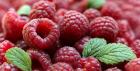 Ціна малини у сезоні 2023 залежатиме від урожайності в ключових країнах-виробниках
