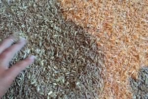 Фермери Рівненщини отримають 160 млн грн за поставку зерна