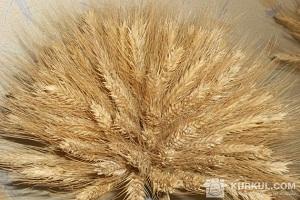 Вирощувати жито рентабельно