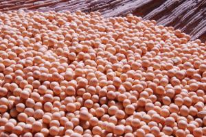 USDA прогнозує суттєве зростання попиту на кукурудзу та сою