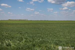 У Черкаській області прокуратура повернула державі незаконно захоплені пасовища