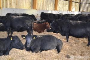 У молочному скотарстві імпорт генетичних ресурсів складає 62%