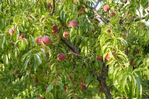 Фермер викорчовуватиме персикові сади через нечесних переробників