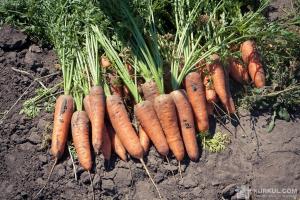 Фермери США розглядають нові культури: коноплі, моркву і тополю