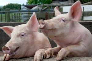 Через АЧС у В’єтнамі забили 1,2 млн свиней