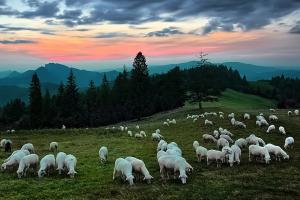 Перша сертифікована жінка-пастушка з'явилася в Польщі