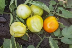 Аграрії Полтавщини мають серйозні проблеми з томатами