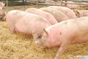 На Київщині затримали крадія свиней