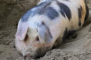 Ціни на живих свиней б’ють світові рекорди у Південній Кореї