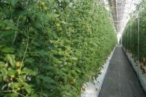 В Японії розробили інноваційний спосіб вирощування овочів та фруктів