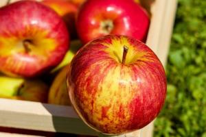 Оновлено прогноз урожаю яблук в Євросоюзі