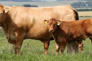 Господарство на Чернігівщині планує подвоїти поголів'я м'ясних корів