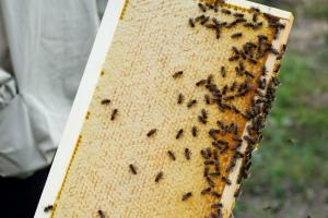 В Ізраїлі бджіл планують замінити машинам
