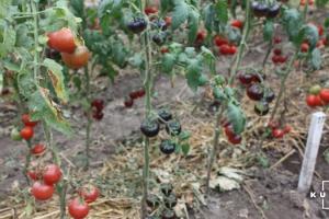 У світі зростає попит на фіолетові помідори
