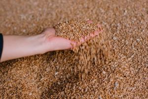 Ціни на зерно досягли максимуму з початку сезону 