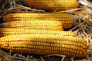 США збільшать посівні площі під кукурудзою і соєю у 2020 р — USDA