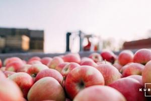 Експорт українських яблук скоротився на 38% через коронавірус