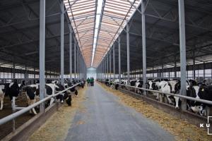 Харківська викладачка на власній фермі виробляє молоко екстра класу
