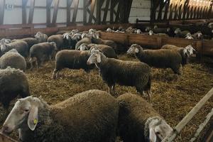 На Львівщині сотні овець гинуть з голоду 