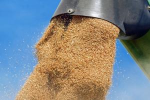 Україна збільшила експорт пшениці на 44%