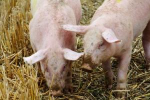 Для української свинини відкрився новий ринок збуту