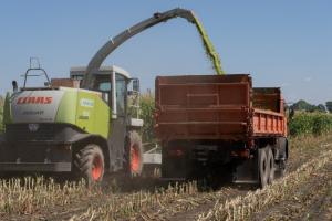Окремі господарства Черкащини не планують закладати силос — кукурудза згоріла