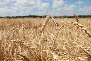 На підприємстві Держрезерву виявили факт псування пшениці на 22 млн грн