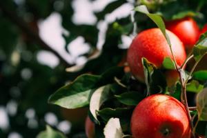 ФГ Гадз планує висадити 20 га яблуневого саду з протиградовими конструкціями