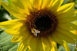 Стало відомо, як відбувається отруєння бджіл пестицидами
