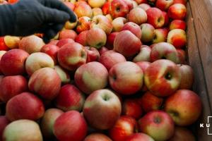Садівники прогнозують високий врожай яблук в цьому сезоні