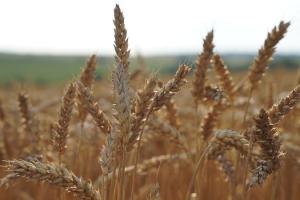 Названо область-лідер за врожайністю зернових в Україні