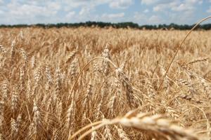 На Буковині середня врожайність зернових вища за торішню