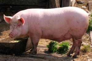 Наступного тижня ціни на свиней живою вагою залишаться без змін