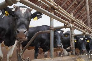 На Миколаївщині відкриють першу сімейну молочну ферму