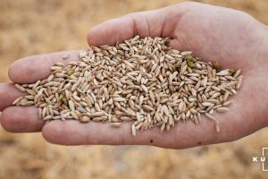 Завдяки сприятливим погодним умовам на Кіровоградщині зібрали рекордний врожай зернових