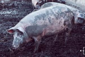 Британські супермаркети не працюватимуть з фермерами, які знущаються з тварин