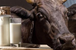 Наступного року в Україні запрацюють нові молочні ферми європейського зразка