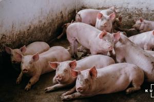 У світі зменшиться поголів’я свиней